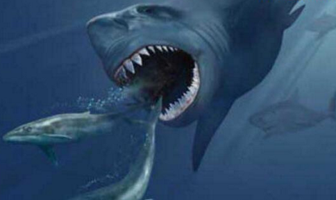 远古巨兽梅尔维尔鲸虎鲸只够它塞牙缝