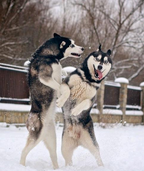 明明吵架可以赢,为何非要靠表情