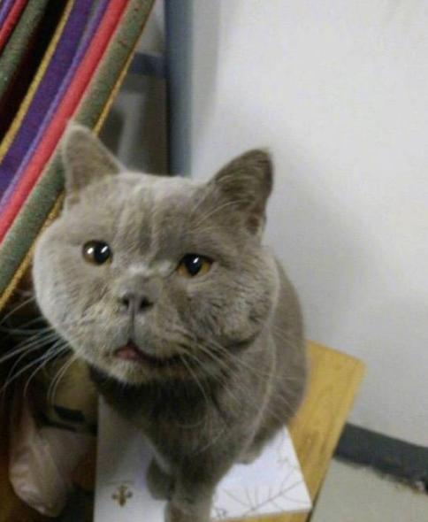 主人嫌弃蓝猫越长越丑实在吸不动网友一看咬一咬牙还能吸