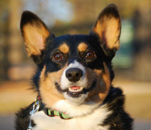 犬种百科之柯基犬