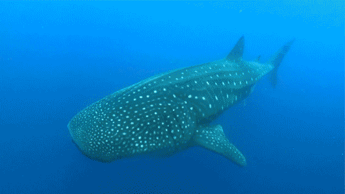 喂!连你的青蛙都出去旅游啦,春节你还要宅在家里吗?