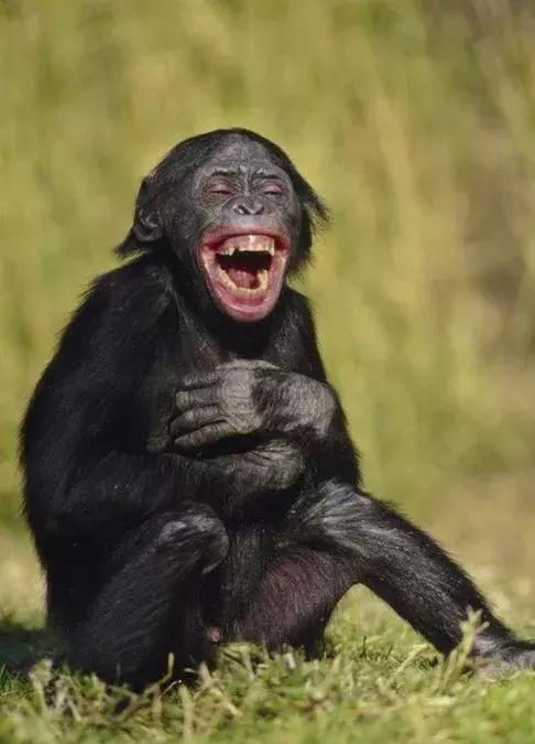 爱笑的动物运气都不会太差