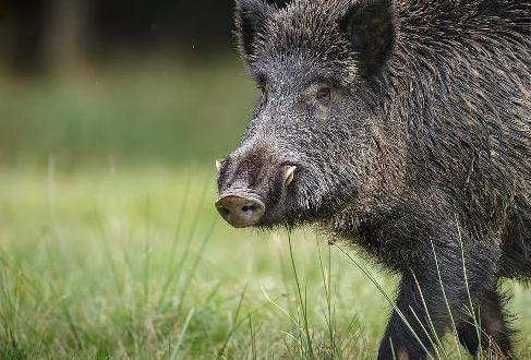 种用公野猪外貌要求毛色呈灰黑色或褐红色,毛粗稀,耳尖小,嘴尖长,头部