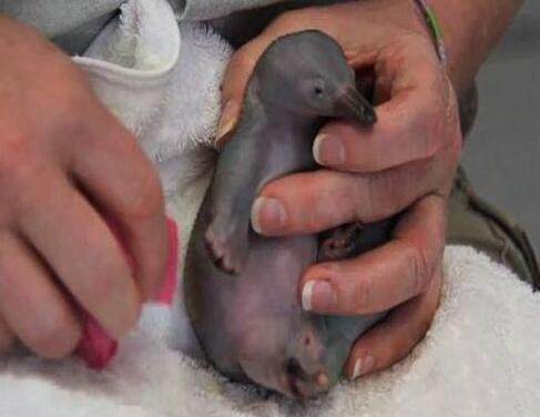 前几天,有只仅仅出生30天的针鼹宝宝不小心从妈妈的育儿袋中掉出来,被