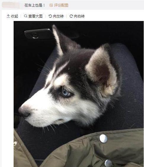 听说哈士奇就算带出去买菜都要夹住头,夹头杀专治二哈!