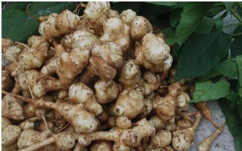 农村到处都有的这玩意儿, 竟然是糖尿病的克星|洋姜|糖尿病|血糖_新浪