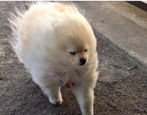 萌宠搞笑图第1081:推主又更新了她家博美出门吹风的照片