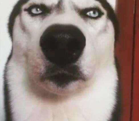 哈士奇都被主人给玩坏了,面对这样的主人,哈士奇无话可说,只是用眼神