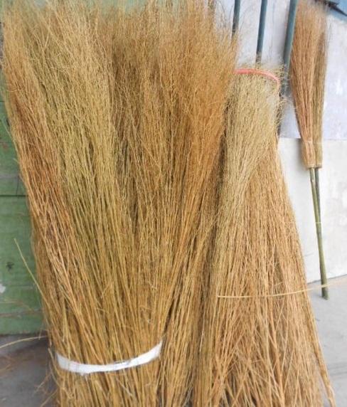 农村人称铁扫帚10块钱一株还能治蛇毒