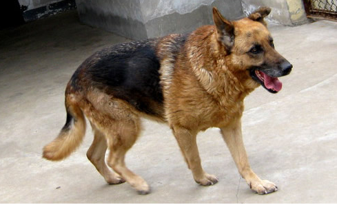 怎样训练一只狼狗狼狗的训练方法介绍