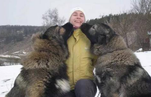 高加索犬站立起来,比人还要高