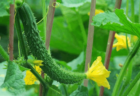 黄瓜买弯, 韭菜选短 到底对不对