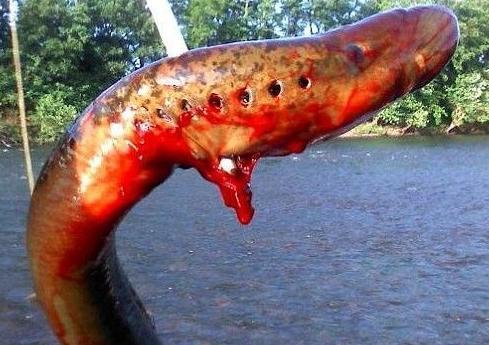 怎么吃得下口|七鳃鳗|名菜|吸盘_新浪新闻