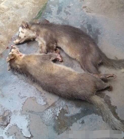 农村小伙在山间捕获两只"野味",村里人都没有见过!