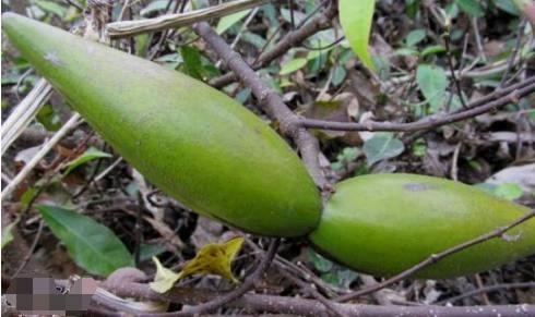 原来羊角拗是山坡常见的野生灌木,叶长矩圆形,全缘,聚伞花序顶生,花冠