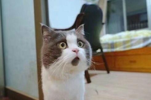 这只猫咪总是摆着一副惊讶的表情,知道原因后让人笑翻了