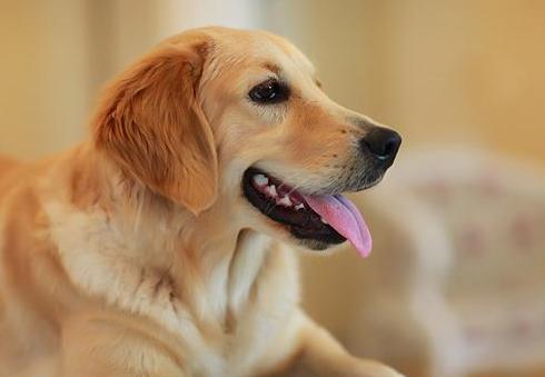 金毛|猎犬|耳朵_新浪新闻