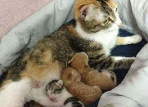 动物界最暖心的画面:母猫生娃橘猫不离不弃守护在身旁