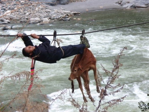 村民早上就赶着牲口过溜索卖牲口,过溜索时间就很快就到赶集会场,假如