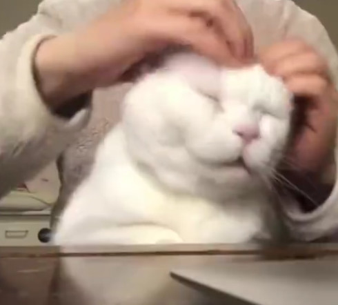 铲屎官给猫咪挠头,猫咪一脸不可描述,表情让人笑喷