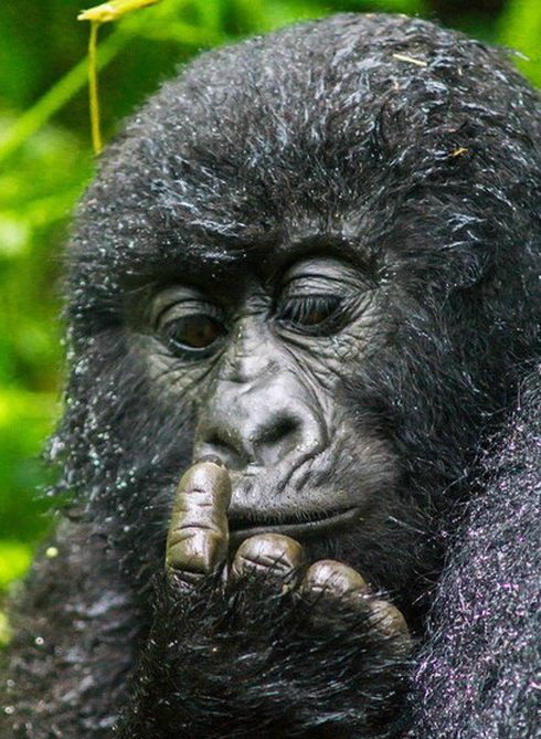 大猩猩从鼻子抠出一块神秘物体接下来它的做法让人费解