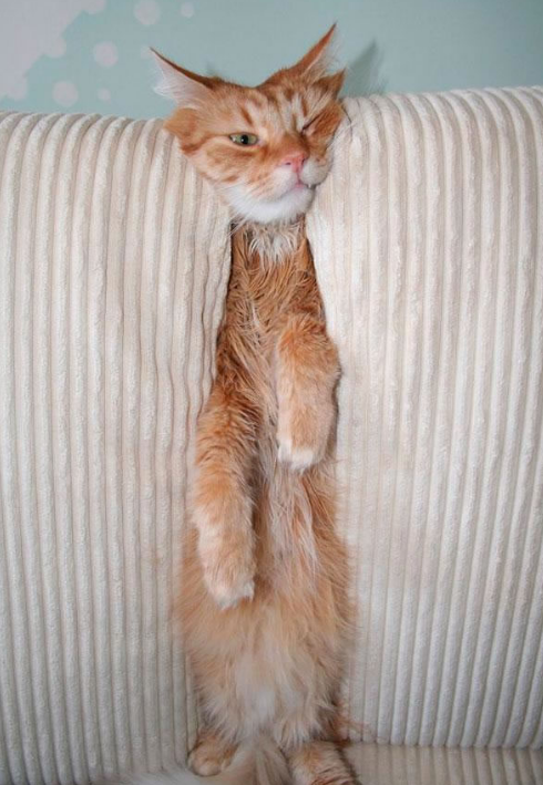 搞笑趣图:看你这无辜的小眼神,就知道你这样的姿势感觉不错!