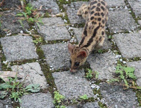 这种动物天生带香,却惹来杀生之祸,在我国已濒危