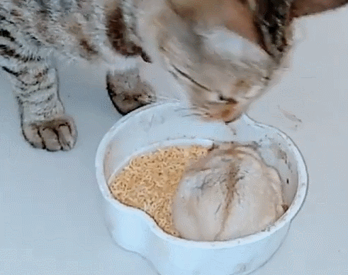 猫咪到老鼠碗里抢食物,不料却被老鼠教训,网友:养了只假猫!