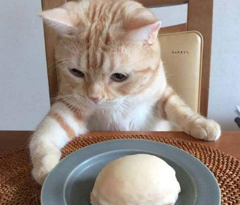 一只贪吃的橘猫,对主人的食物非常感兴趣,表情太可爱!