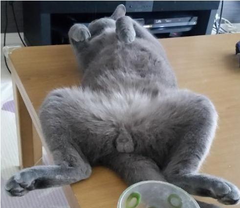 在旁边熟睡的猫忍不住戳了一下它的蛋蛋可它确实这样的表情