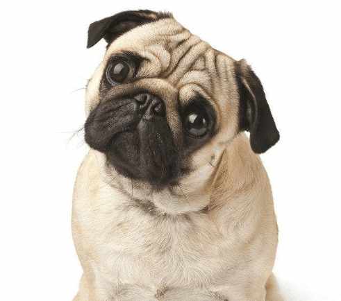 在网上买只癞皮狗店主这样寄过来逗笑快递员