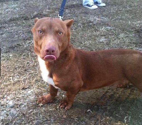 17只超级可爱的腊肠狗混血犬只看它们的小短腿就被萌化了