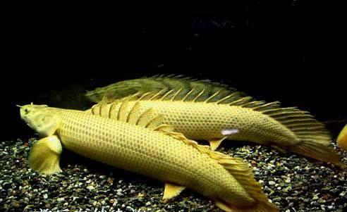 宠物小百科恐龙鱼篇金恐龙