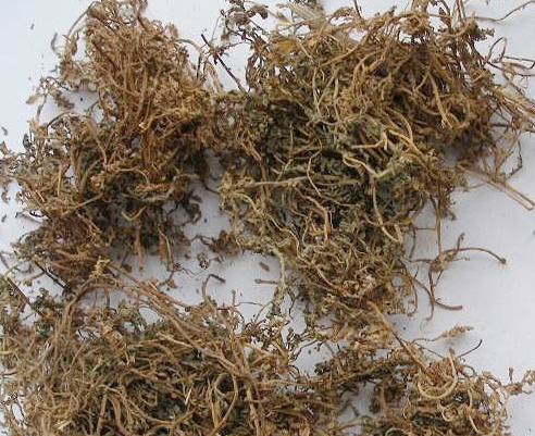 路边不起眼的这株草,是治疗鼻炎的好草药