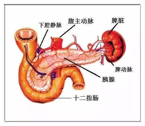 只用了几个月,血糖稳定了,精神头也上来了!