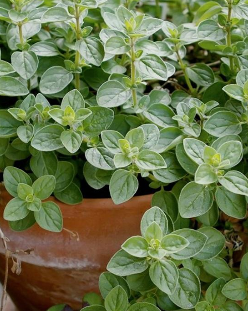 15种让蚊虫远离你家的顶级驱虫植物 种上后家里从此不再有蚊虫