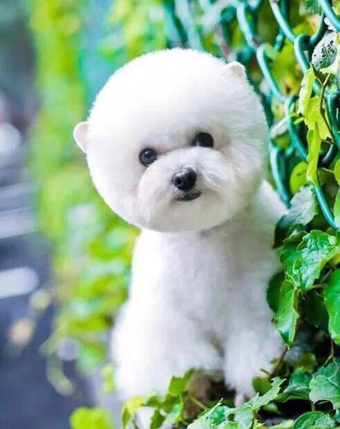 世界犬种介绍之十五:雪白蠢萌—比熊犬