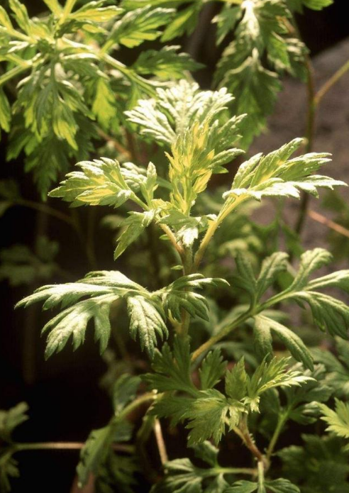 15种让蚊虫远离你家的顶级驱虫植物 种上后家里从此不再有蚊虫