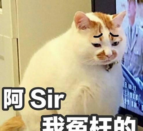 表情包|猫咪|猫_新浪新闻