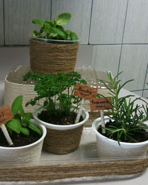 利用废弃物品自己制作花盆用鸡蛋壳diy花盆既好看又实用