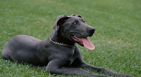 世界上体型较大的狗狗有哪些？大型犬品种介绍！|爱尔兰|大型犬|大白熊犬_新浪新闻