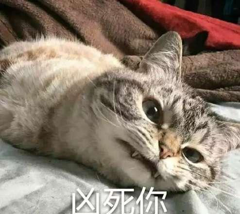 猫咪超凶表情包
