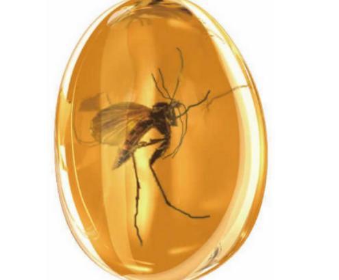 琥珀中发现最完整古鸟 科学家揭示其生物学奥秘