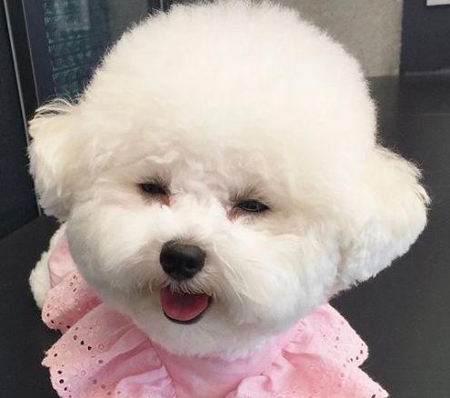 圆脸果然最好看修剪发型时的小狗狗舒服到睡着