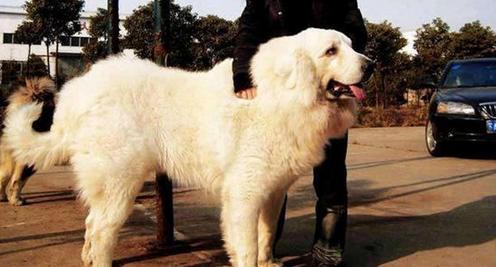 世界上体型较大的狗狗有哪些？大型犬品种介绍！