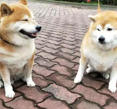 中华田园犬身材好,人却都喜欢日本胖似猪的柴犬