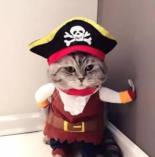 这姿势!原谅小编想歪了!猫咪小医生!健壮帅气的武士!