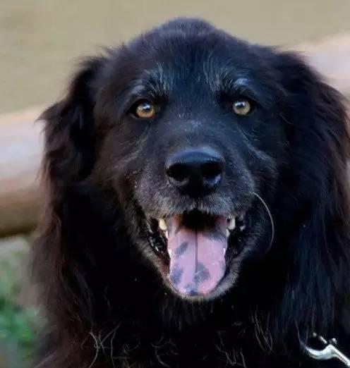 您爱犬的上颚,舌头或牙龈上有没有黑色的斑点?