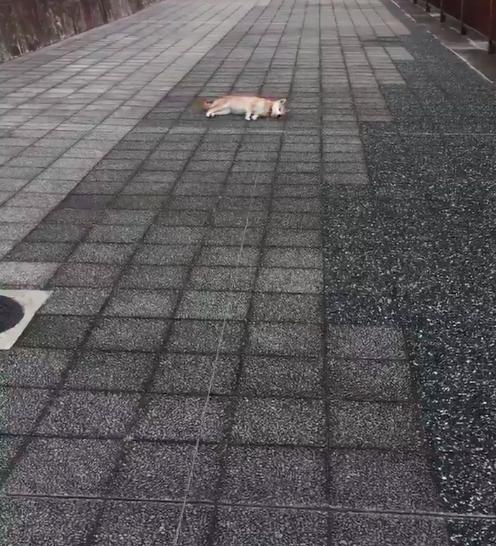 转身就走柴柴会不会跟上来呢,主人实验的结果,网友全笑翻啦!