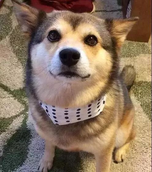 哈士奇|二哈|贼溜溜_新浪新闻